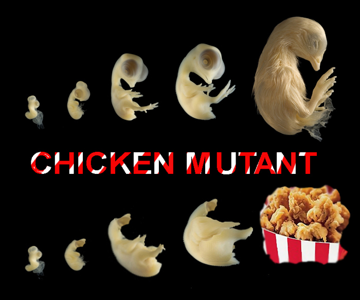 chiken.jpg
