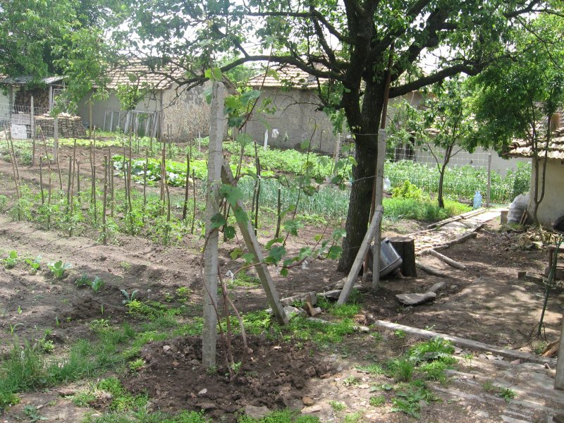 gradina1.jpg