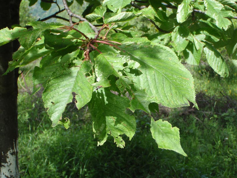 P6120384ss.jpg
