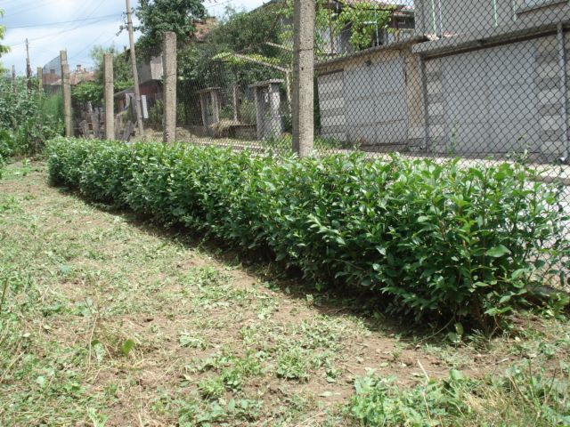 DSC06479_1.JPG