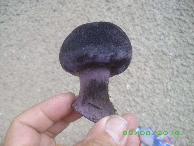 violet.jpg