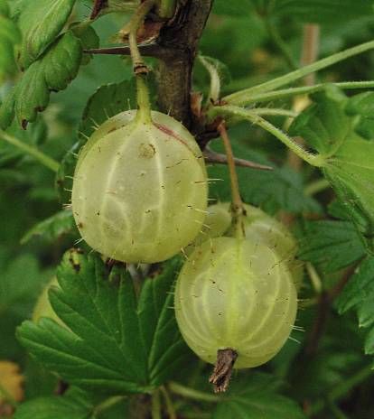 Ribes-uva-crispa.jpg