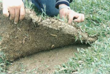 New%20Grass.jpg