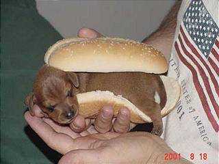 1125312136_good_appetite.jpg