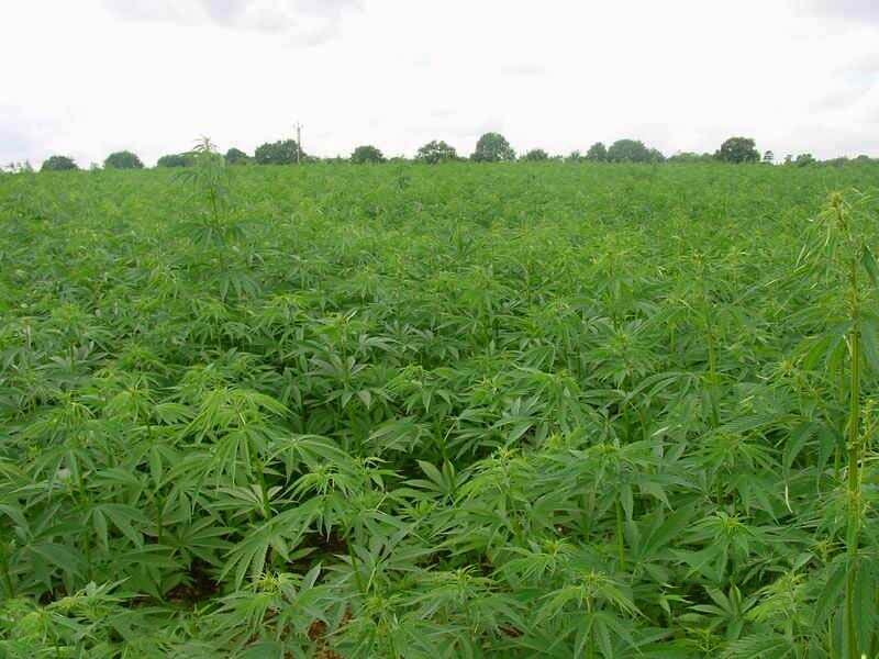 cannabis.jpg