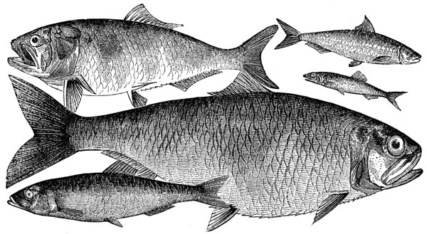 fish-drawings-5[1].jpg