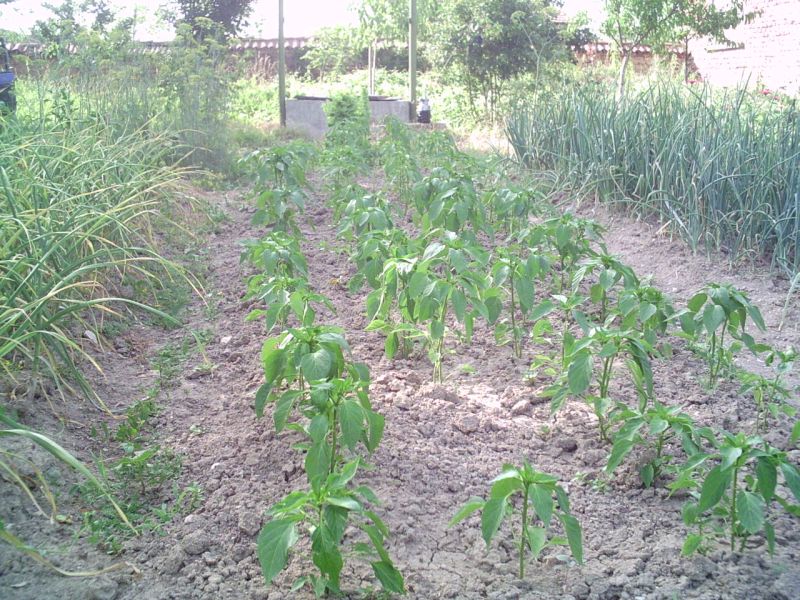 PICT00zn02.jpg