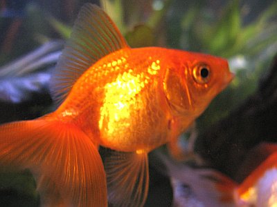 goldfish1.jpg