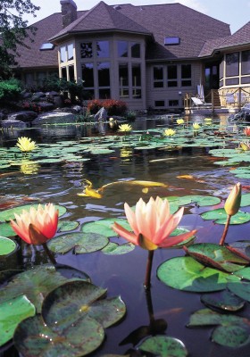 pond20.jpg