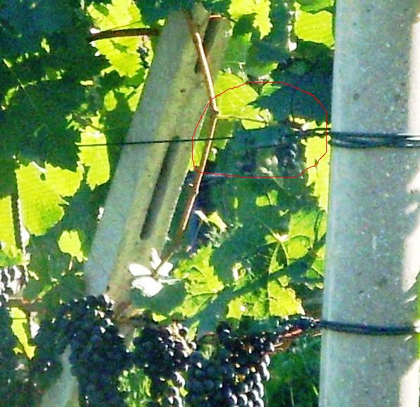 SDC12177.JPG
