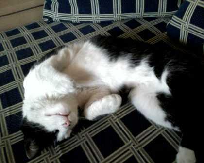 Bobi 1.jpg