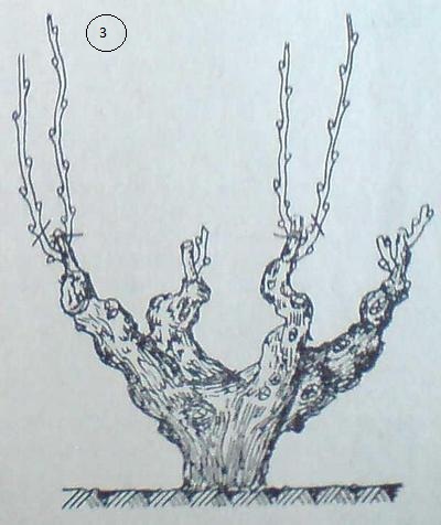 chashovidna-rezitba.jpg