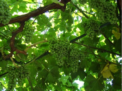 DSC00687 000.jpg