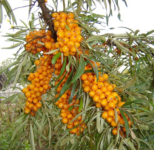Hippophae_rhamnoides_K.jpg