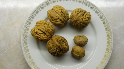 ОРЕХИ.JPG