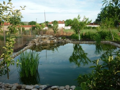 p1.JPG