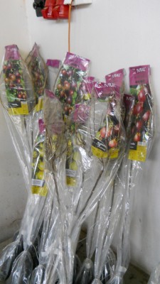 DSCN4777.JPG