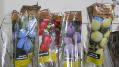 DSCN4787.JPG