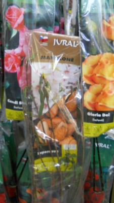 DSCN4795.JPG