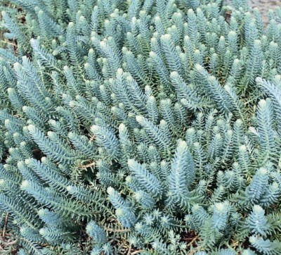 sedum-reflexum.jpg