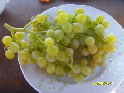 S7000019.JPG