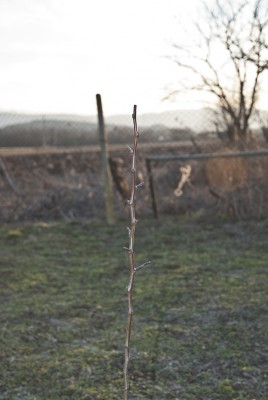 DSC_0242.JPG