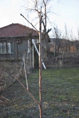DSC_0244.JPG