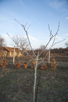 DSC_0239.JPG