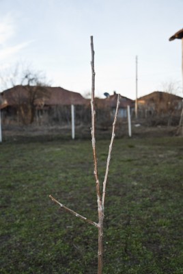 DSC_0238.JPG