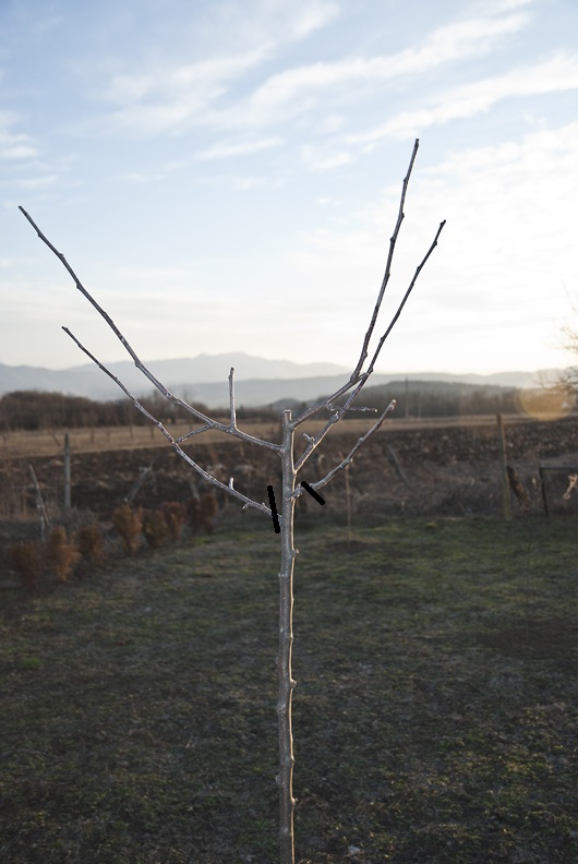 DSC_0241.JPG
