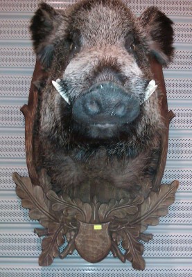 IMAG0240.jpg