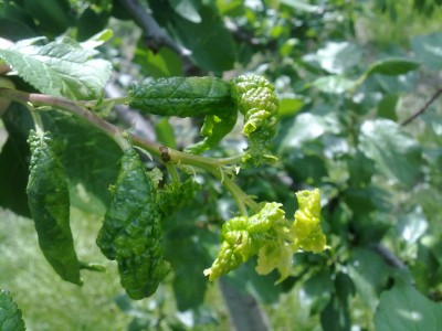 Pic 305.jpg