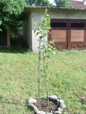 STA60040.JPG