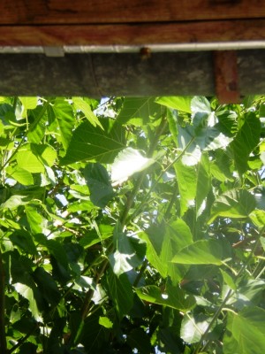 P6120145.JPG