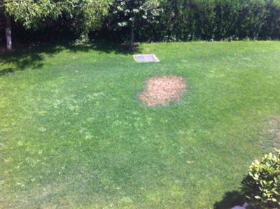 grass1.JPG