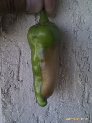 IMAG0468.jpg