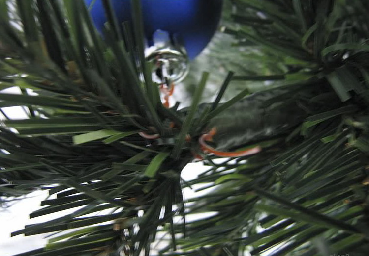 fur_tree_over_11.jpg