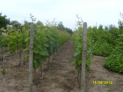 S7007954.JPG