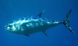 275px-Thunnus_obesus.jpg