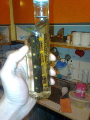 Снимка0267.jpg