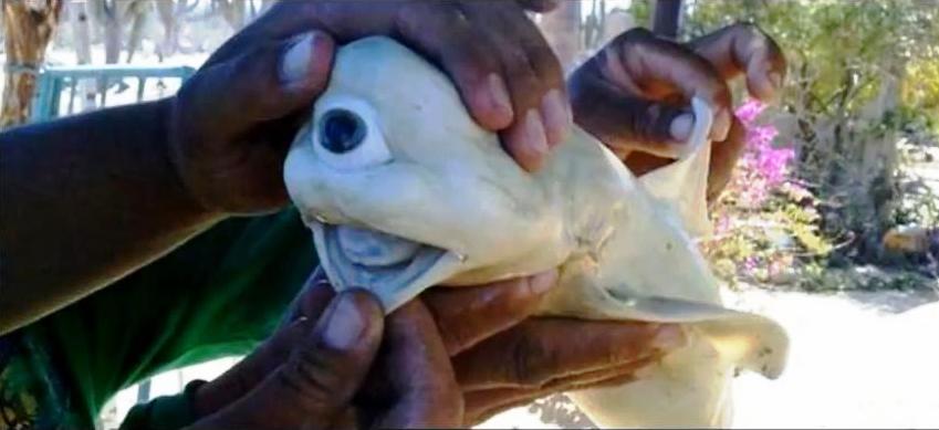 Cyclops Shark.JPG