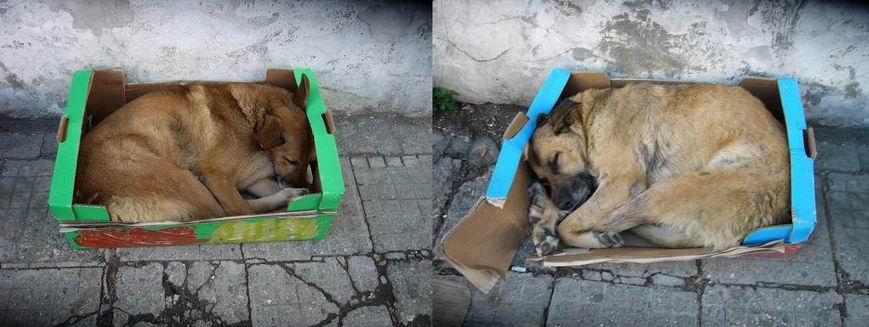 Packaged dogs.JPG