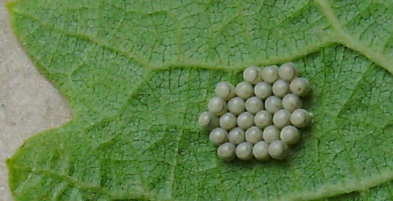 PICT0084.JPG