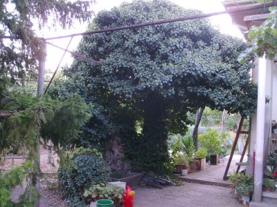 PICT0010.JPG