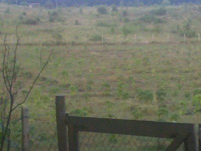 IMG_20130705_203258.jpg