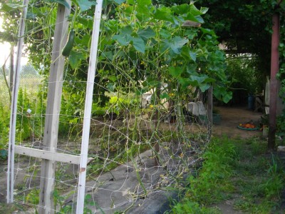 IMGP4503_resize.JPG