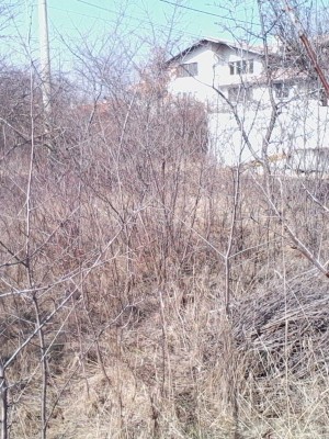 IMG0020A.jpg