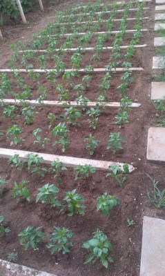 IMAG0215.jpg