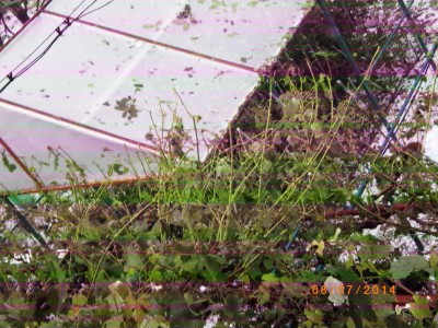IMGP1342.jpg