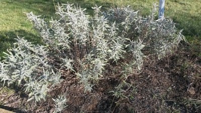 bush1.jpg
